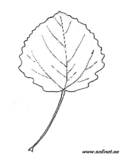 Лист осины. Раскраска
