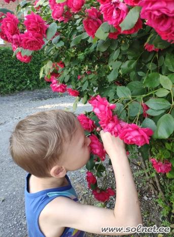 Лето - это яркие краски и ароматы