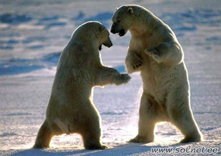 Белые медведи, Северный полюс