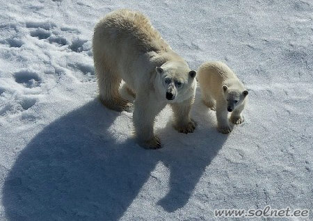 Белые медведи, Арктика, Северный полюс