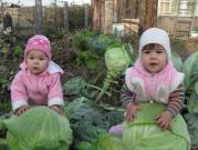 «Сестрички собирают урожай»