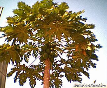Дерево папайя
