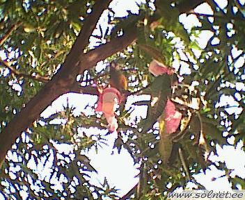 Попугай на дереве манго