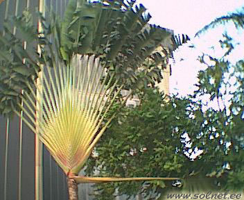 Веерообразная пальма