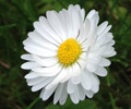 Праздник белого цветка