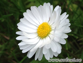 Праздник белого цветка. Сценарий к Дню семьи, любви и верности