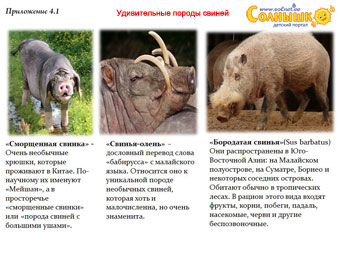 Плакат Удивительные породы свиней
