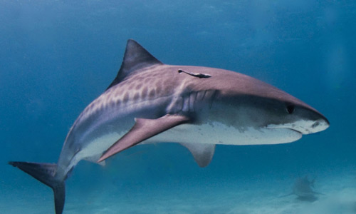 Тигровая акула. Приложение к новогоднему сценарию Усатый-полосатый, или Встречаем год тигра