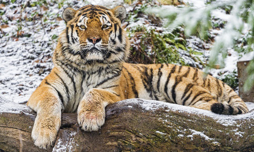 Тигровые пазлы. Амурский, уссурийский, бенгальский тигр. Новогодний сценарий Усатый-полосатый, или Встречаем год тигра