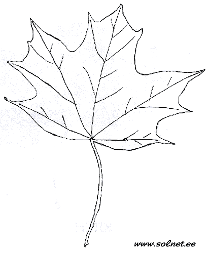 Раскраска лист кленовый