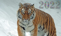 Про 2022 год тигра