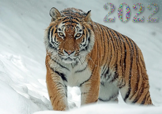 Новый год 2022 тигра в чем встречать, что приготовить, что нас ждет