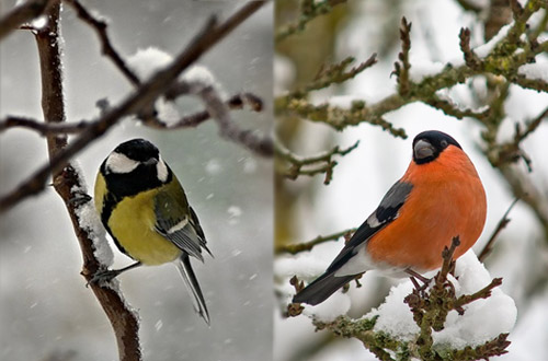 Январь, 3-я неделя. Зимующие птицы. Развитие речи детей 4-7 лет. Логопедические задания