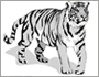 Тигр. Как раскрасить тигра