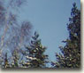 НОЯБРЬ 2004: Чёрный лес неотразимый прорисован до корней, за ноябрьским предзимьем снега ждёт душа скорей...