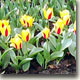 МАРТ 2005: Рассеялись туманы, растаяла зима. И расцвели тюльпаны - в наш дом пришла весна!..