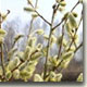 МАРТ 2006: Будит ласково весна всю природу ото сна...