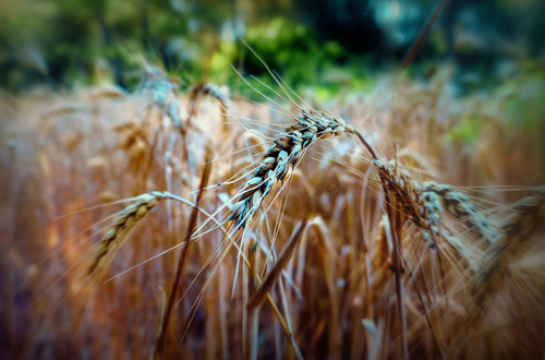 Колосья пшеницы. Занимательная физика