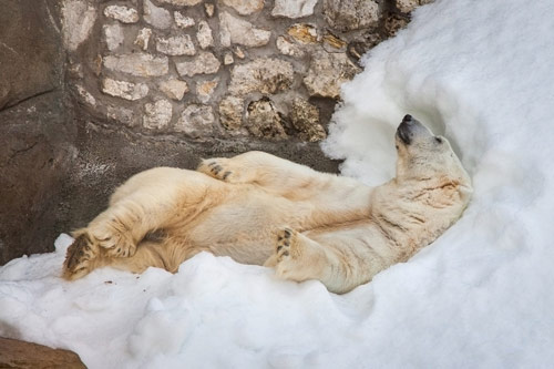Белый медведь в зоопарке радуется снегу. Занимательная физика