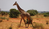 Уважаемый жираф. Стихи для детей